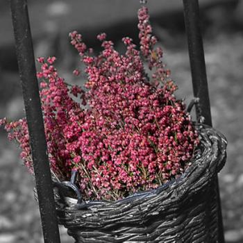 Bild på vacker höstblomma